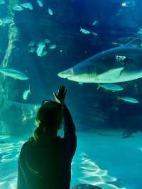 The largest aquarium in Cape Town 🇿🇦