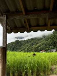 ที่พักป่าบงเปียง | จ.เชียงใหม่ 🏡⛰️🌾🌧️