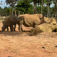 An Unforgettable Wildlife Adventure at VinPearl Safari Phu Quoc