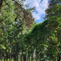 🌲สวนสนแม่แตง เชียงใหม่