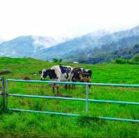 🇲🇾 Experience the Lush Grasslands of Desa Dairy Farm