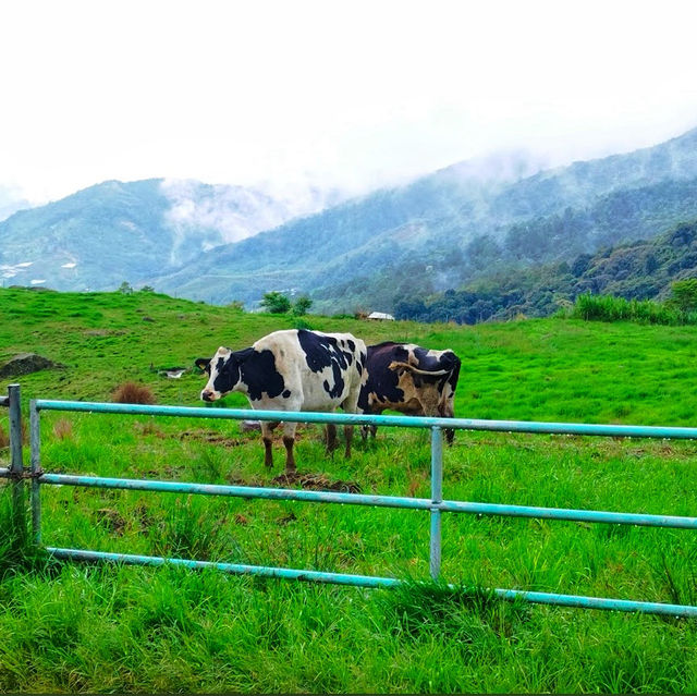 🇲🇾 Experience the Lush Grasslands of Desa Dairy Farm