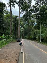 ถนนต้นยาง | เชียงดาว 🛻🛣️🌳🍃