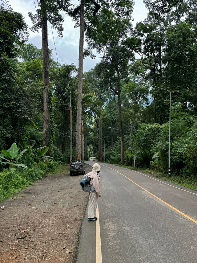 ถนนต้นยาง | เชียงดาว 🛻🛣️🌳🍃