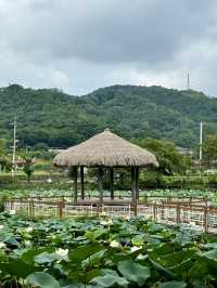 여름 대표꽃들에서 인생샷🌻🪷
