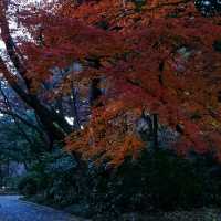 ฤดูที่แตกต่าง Shinjuku Gyoen