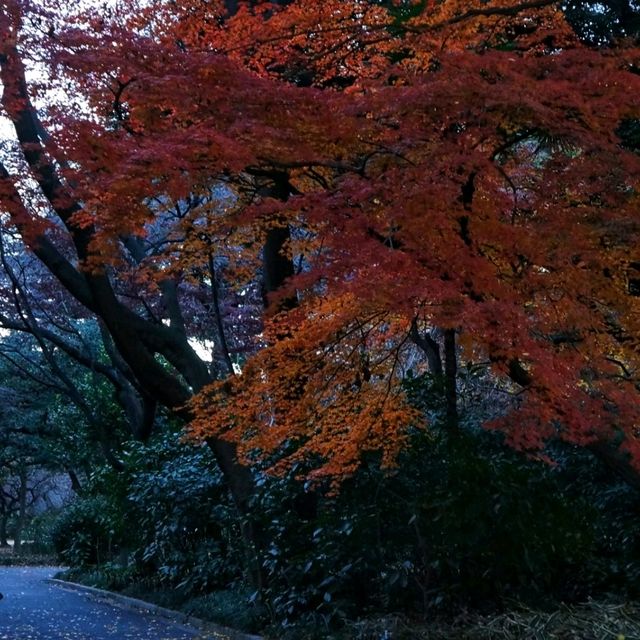 ฤดูที่แตกต่าง Shinjuku Gyoen