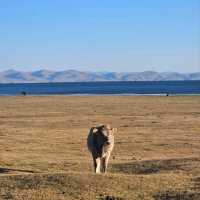 First time staying in a yurt at Song-kul!