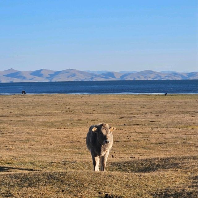 First time staying in a yurt at Song-kul!