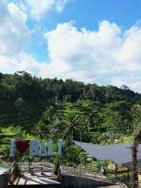 🌳 Rice Paddy Field
