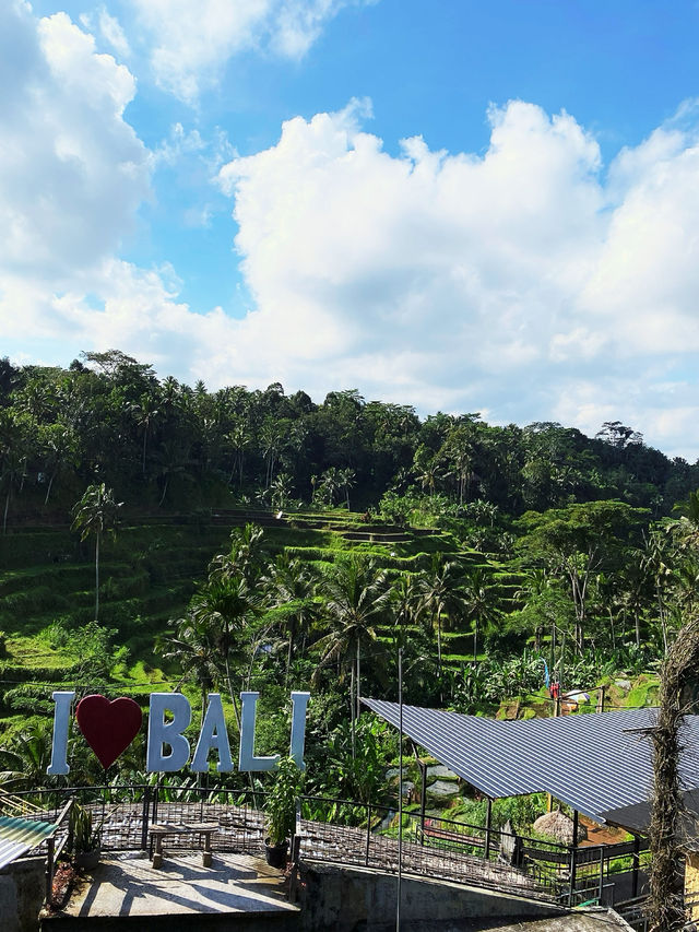 🌳 Rice Paddy Field