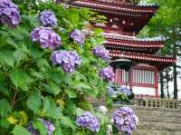 Rainy season in Japan? Hydrangeas bloom!