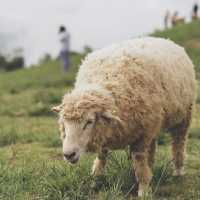 Akha FarmVille คาเฟ่และฟาร์มแกะดอยช้าง