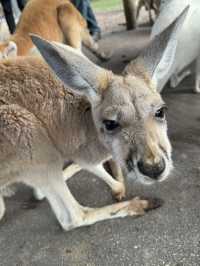 【オーストラリア/パース】人気者たちに会える動物園🐨