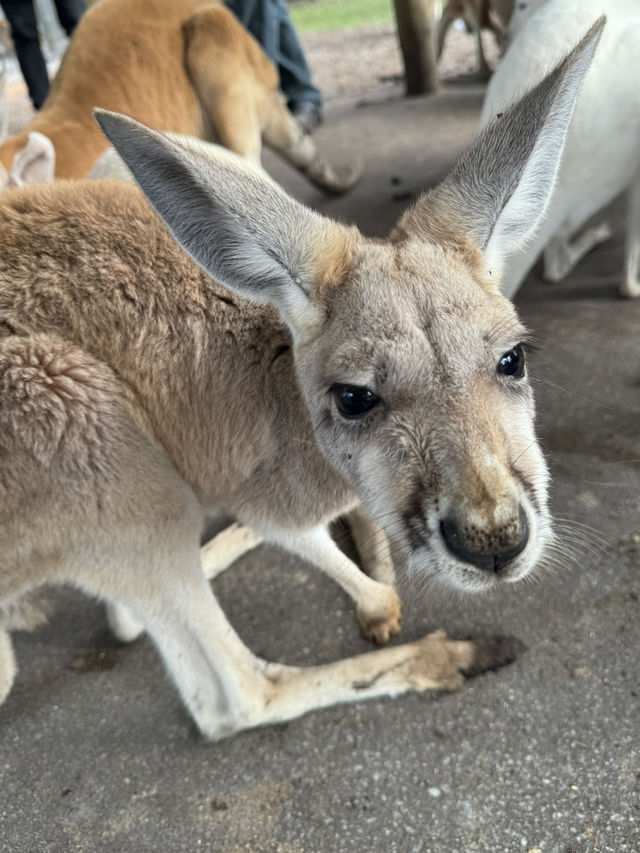 【オーストラリア/パース】人気者たちに会える動物園🐨