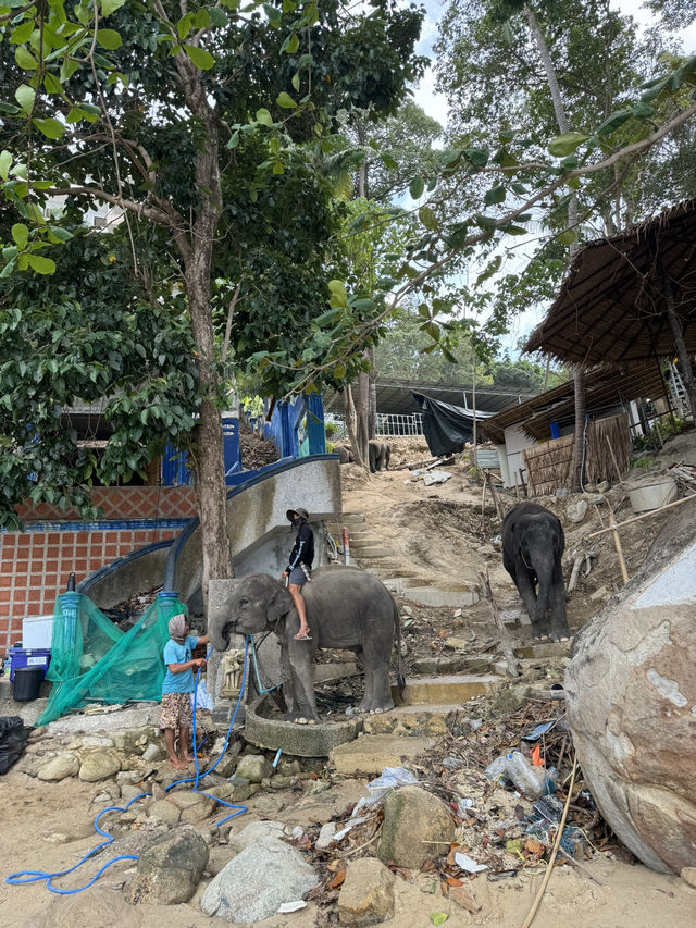 【タイ/プーケット 】ゾウとふれあおう！🐘