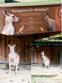 Wild Encounters at Singapore Zoo
