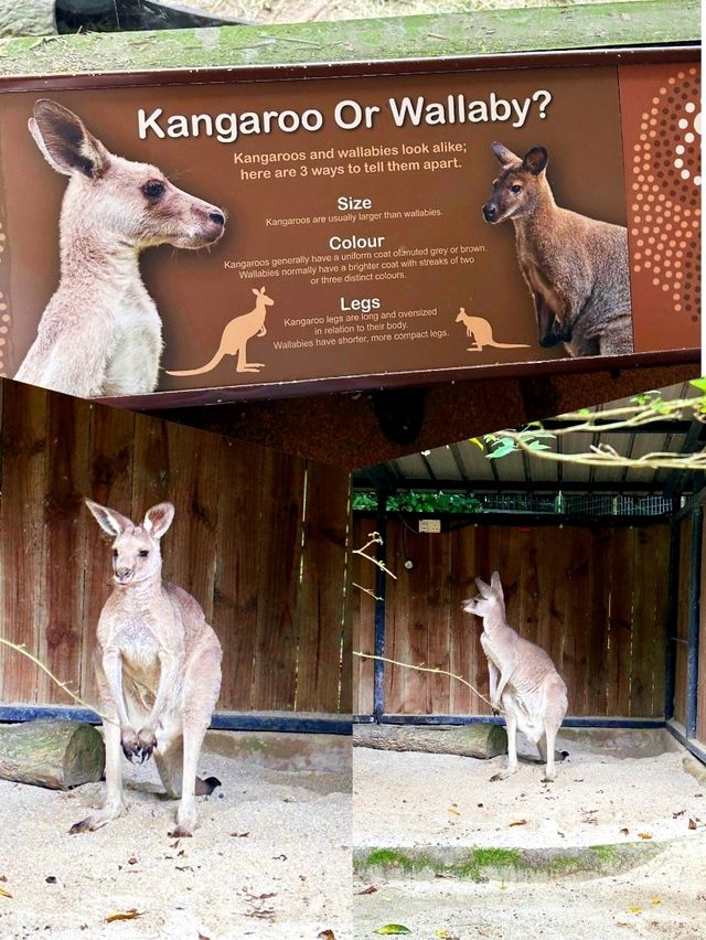Wild Encounters at Singapore Zoo