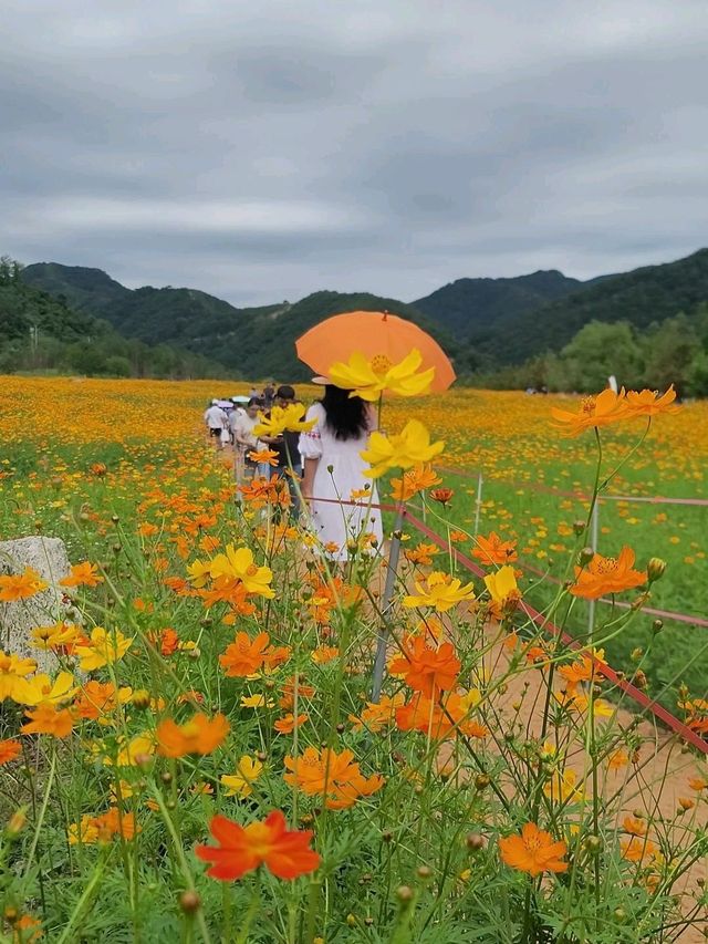 너무 예쁜 가을 물결이 펼쳐지는 연천여행지🧡