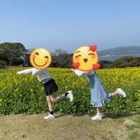 福岡｜能古島賞花遊🌼