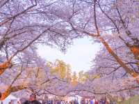 【青森/弘前】しぬまでに見たい弘前城のさくら