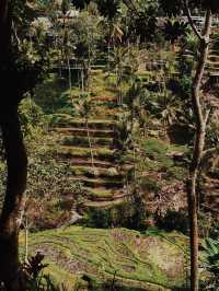 Discover the Serenity of Ubud’s Rice Fields 