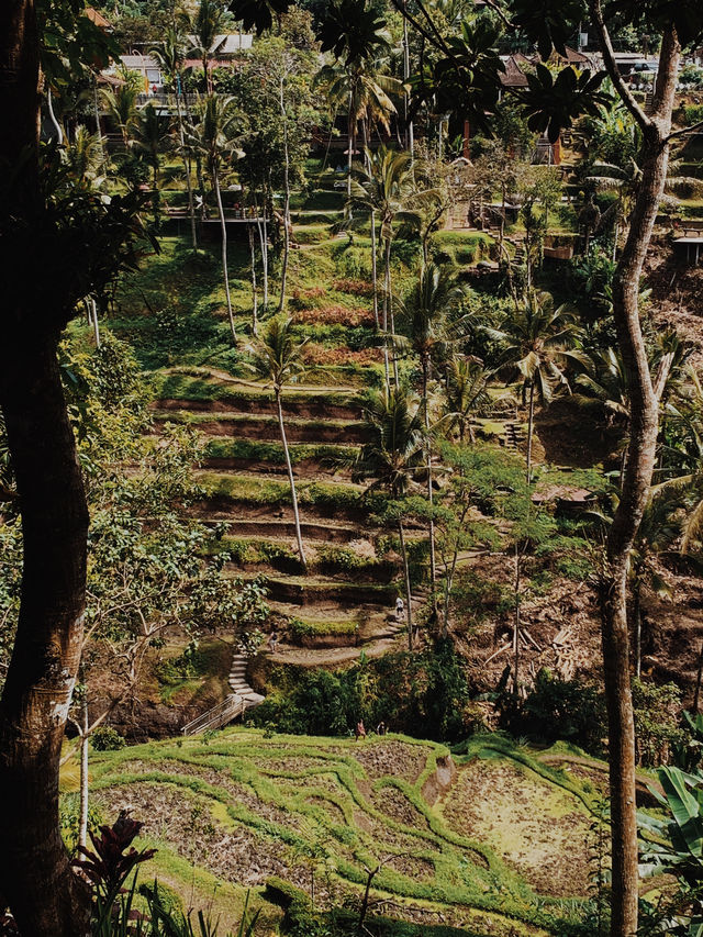 Discover the Serenity of Ubud’s Rice Fields 