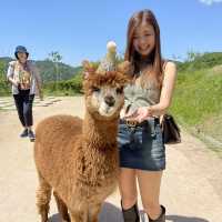 A Perfect Day Trip from Seoul: Alpaca World, Nami Island, and Gangchon Rail Park