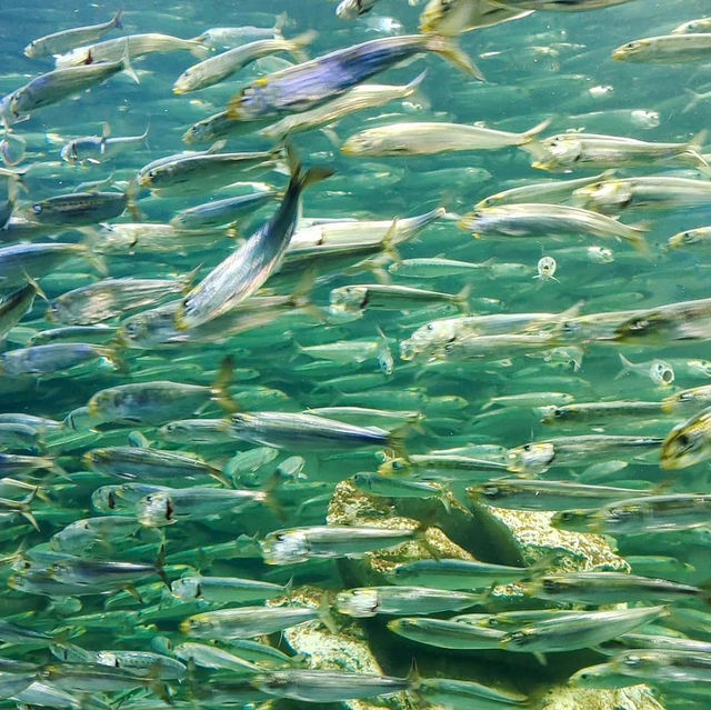 池袋陽光水族館-繁華鬧市區內的水族館，與企鵝在空中邂逅