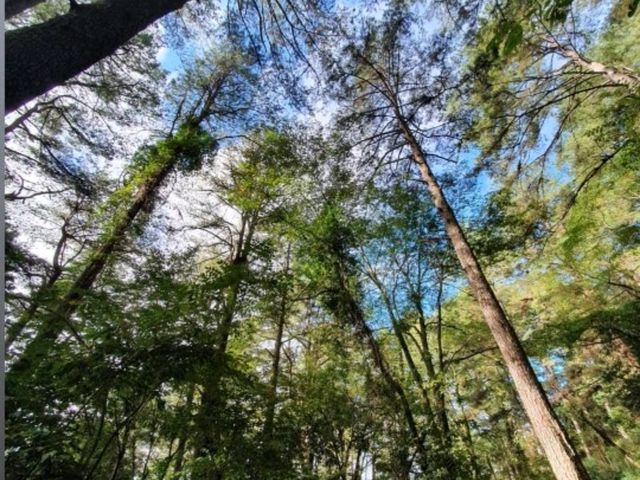 踏上台灣聖山朝聖之路-大壩尖山 五百元鈔票開啟百岳之旅