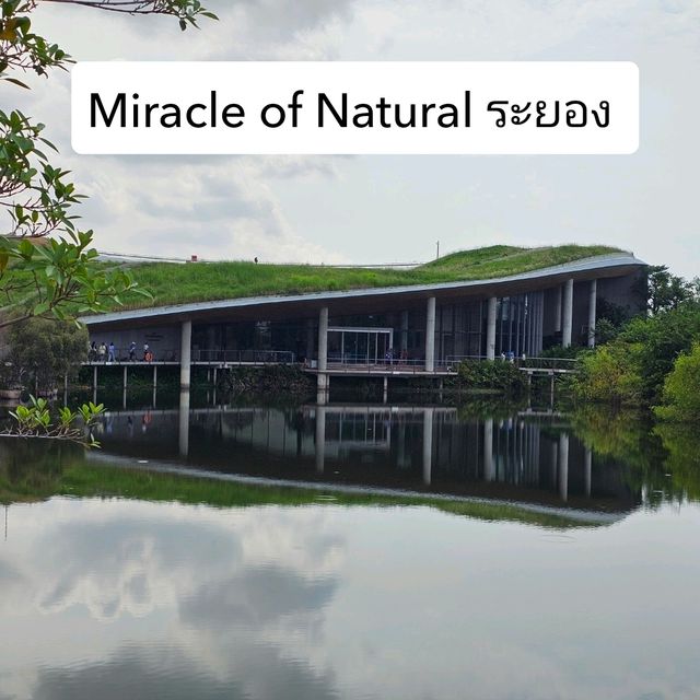 เที่ยวระยอง ชม Miracle of Natural 