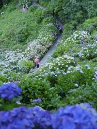 六月限定：日本最大繡球花海