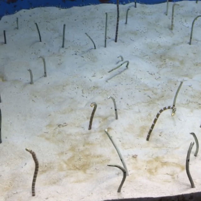 🇯🇵日本沖繩-沖繩美麗海水族館🐟🪼🦑🦈🐡