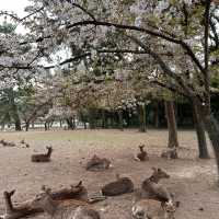 Deer Encounters and Temple Wonders: My Nara Park Adventure!