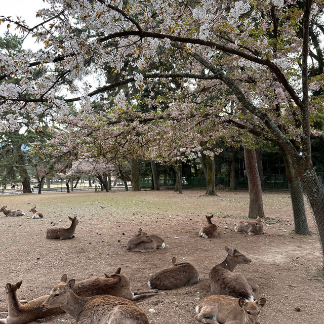 Deer Encounters and Temple Wonders: My Nara Park Adventure!