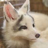 【宮城】蔵王キツネ王国🦊