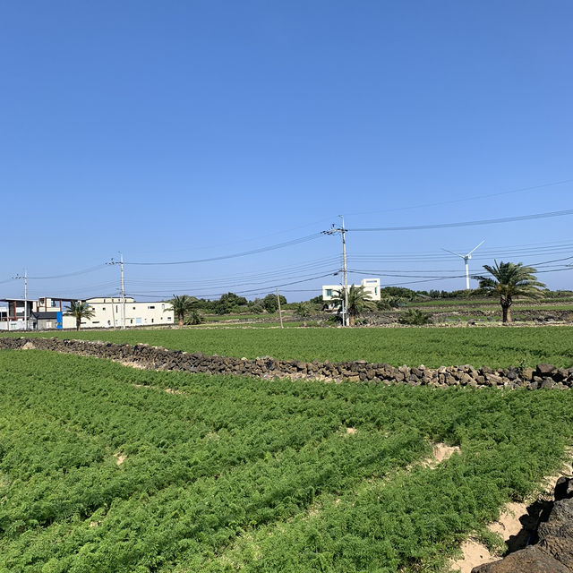 화창한 가을날의 제주도🏞️ 가족들이랑 한라산부터 월정리 해수욕장까지💕