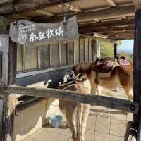 【栃木】色々な動物と触れ合える入場無料の牧場🐮