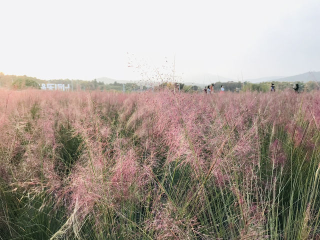 🇰🇷首爾近郊- 粉紅芒草和波波草💗🌳