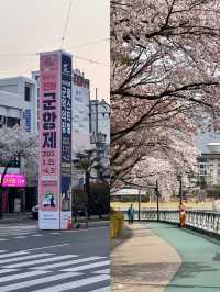 벚꽃축제가 정말 유명한 이 곳🌸