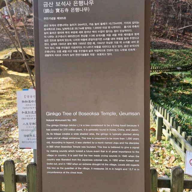 신령한 천년의 은행나무 내년을 기약하며..
