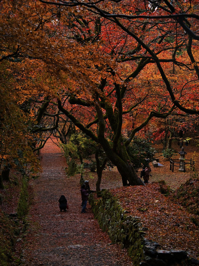 【紅葉特集】静かな境内を赤く染める紅葉絶景🍁なんと今年は○○✨車がなくても行ける🚍
