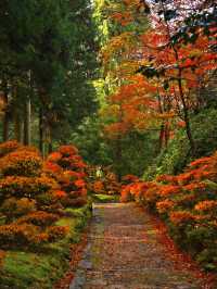 【ここ行って】全国でも珍しいドウダンツヅジの参道✨庭園も美しい超穴場の紅葉スポット🍁