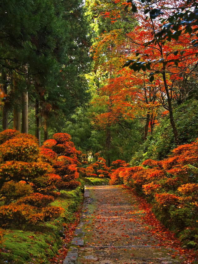 【ここ行って】全国でも珍しいドウダンツヅジの参道✨庭園も美しい超穴場の紅葉スポット🍁