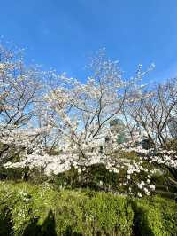 東京　東京観光　東京ミッドタウン芝生公園で寛ぐのはサイコーだぞ！