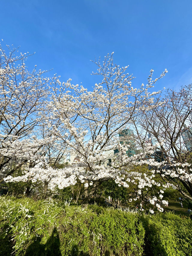 東京　東京観光　東京ミッドタウン芝生公園で寛ぐのはサイコーだぞ！