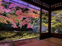 【京都】幻想的すぎるライトアップされた絶景紅葉