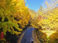 The glittering foliage at Yeonhwagyo, Guinsa at Danyang