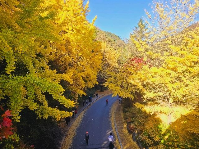 The glittering foliage at Yeonhwagyo, Guinsa at Danyang