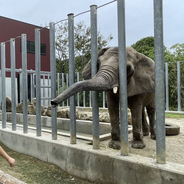 🇯🇵【香川県】しらとり動物園🐘へ行こう！🦁